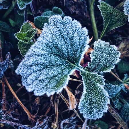 Leaf with snowflakesの素材