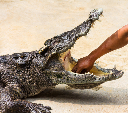 hand in the crocodile's mouth, crocodile world, Thailandの写真素材
