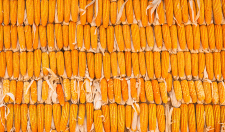 Selective focus of a row dried corn hanging to dry at space under a Thai house.A lot of cob corn,...