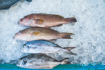 High Angle Still Life of Variety of Raw Fresh Fish Chilling on Bed of Cold Ice in Seafood Market...