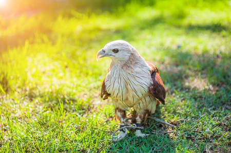 Portrait of a bald eagle (lat. haliaeetus leucocephalus).Bald eagle on the hand.Falconer with...