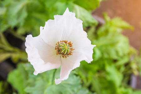 Opium poppy Flowers blossom on wild field.White Opium poppy from top view with pollen inside.の写真素材
