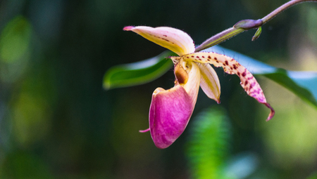 Orchid flower in tropical garden, Chiang Mai, Thailand. Orchids Floral background.Paphiopedilum, often called the Venus slipper, is a genus of the Lady slipper orchid subfamily Cypripedioideaeの写真素材