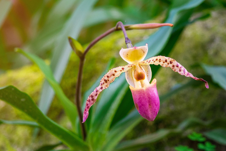Orchid flower in tropical garden, Chiang Mai, Thailand. Orchids Floral background.Paphiopedilum, often called the Venus slipper, is a genus of the Lady slipper orchid subfamily Cypripedioideaeの写真素材