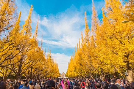 TOKYO, JAPAN : Nov 25 , 2017 : People visit Ginkgo Avenue in Tokyo. Colorful Yellow Ginko leaves branch tree in autumn at Meiji Jingu Gaien (Icho Namiki), Tokyo, Japan.のeditorial素材
