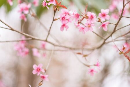 Pink blossoms on the branch with blue sky during spring blooming,
Branch with pink sakura blossoms, Chiang Mai, Thailand
Blooming cherry tree branches against a cloudy blue sky Himalayan blossomの写真素材