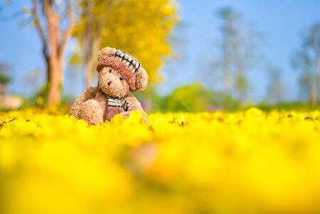 Teddy Bear sitting in the garden with yellow flower fall background. Concept about loneliness. Teddy bear doll toy on yellow flower background. TEDDY BEAR brown color with scarf on the yellow flowerの写真素材