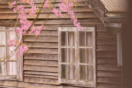 Sakura Thailand or Cherry blossom flower bloom on the little village mountain.In front of wooden house in the north of Thailand, in full bloom Wild Himalayan Cherry (pink blossom flower) mountain.の写真素材