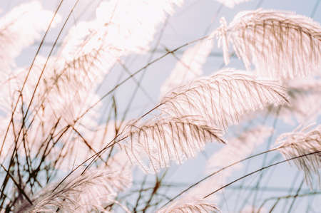 Grass flowers field, White grass in nature with sunlight.
Landscape of winter meadow grassland.
A colorful flower grass flower and morning sunrise light.
Summer flowers meadow with vintage style.の写真素材