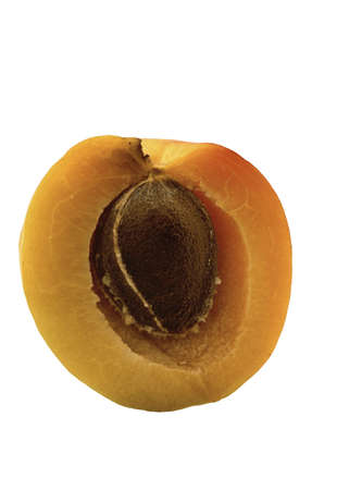 aprikotの写真素材