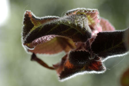   flower detailの写真素材