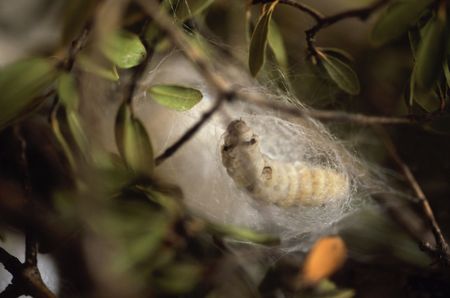 silkwormの写真素材