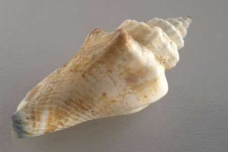 shell