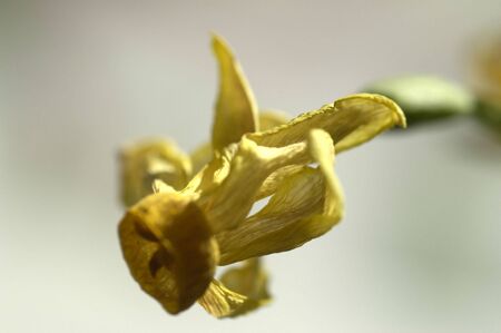 dry flower detailの写真素材