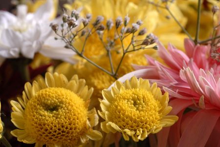 daisyの写真素材