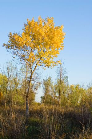 autumnの写真素材