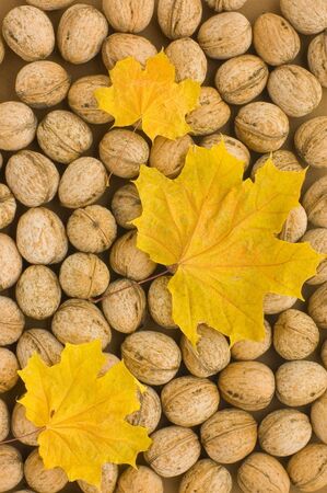 autumn backgrounds