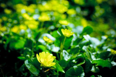 yellow flowersの写真素材