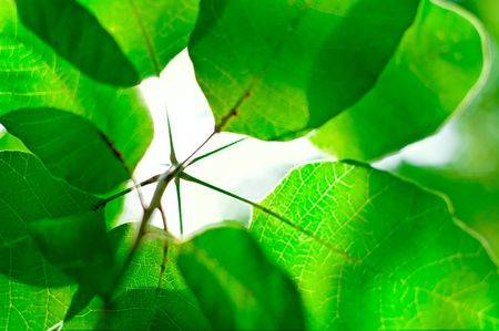 green background