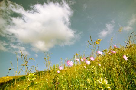 summer landscapeの写真素材