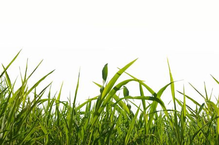 grass isolatedの写真素材