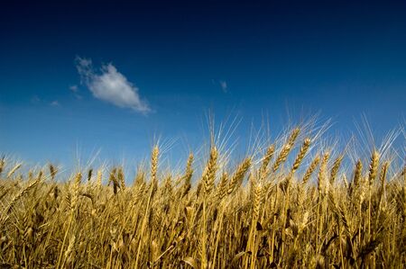 summer field