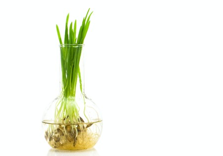 biotechnology and scientific researchseed analyzingの写真素材