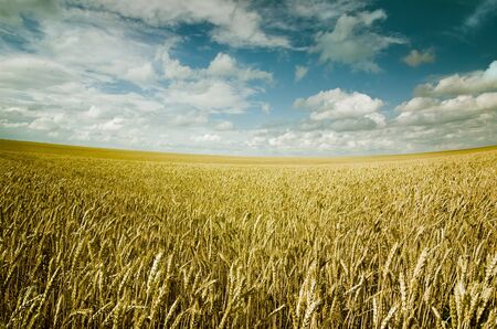 summer landscape with dark blue sky