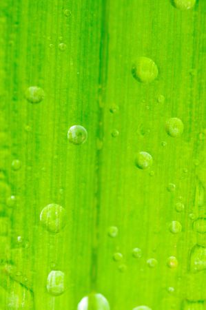 macro image of dew drops on a green leaf