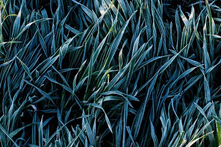 Background of frosty grass blades の写真素材