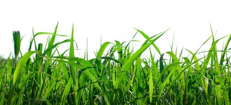 grass isolated on white backgroundの写真素材