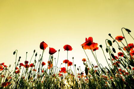 red poppies flowering in summer fieldの写真素材