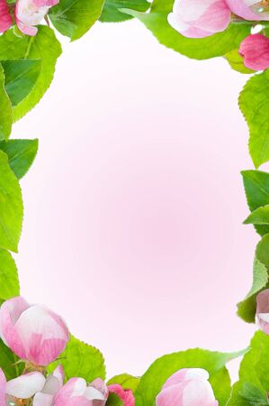 flowers frame on pink backgroundの写真素材