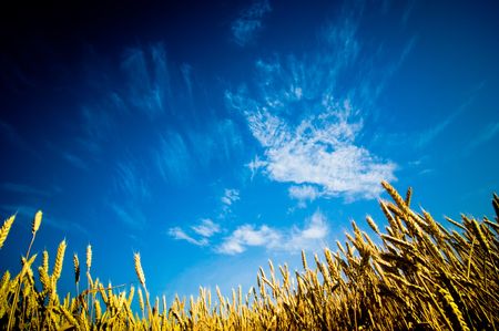 cereal field and dark blue skyの写真素材