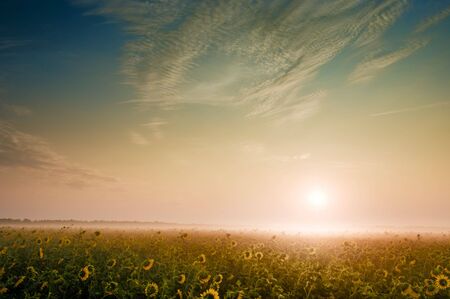 Sunrise on foggy morning in the countryside