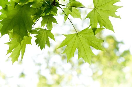 a green maple leaves background 