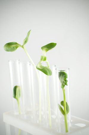 test tubes with green plantsの写真素材