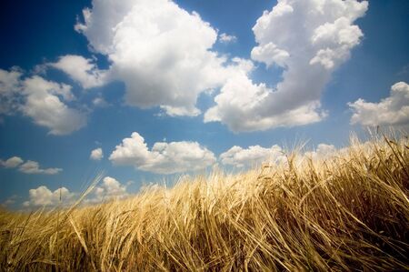 summer field and blue skyの写真素材
