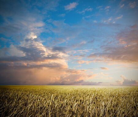 summer landscape with dark blue skyの写真素材