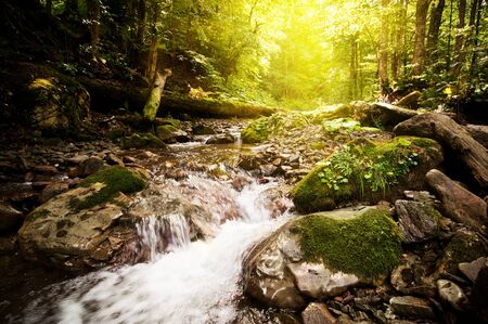 a brook in the forestの写真素材
