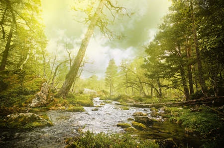 brook in the forest with sunraysの写真素材