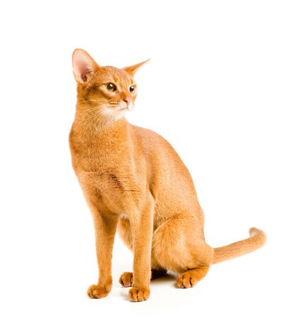 abyssinian cat isolated on whiteの写真素材