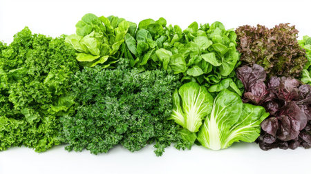 Fresh Assortment of Leafy Greens Including Kale, Spinach, Romaine, and Various Types of Lettuce Displayed on a White Backgroundの素材