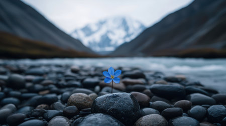 Delicate blue flower blooming on a rock amidst pebbles with a stunning mountain landscape and flowing river creating a serene natural ambianceの素材