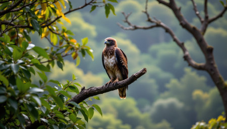 Majestic Eagle Perched on a Branch with Lush Green Background in a Serene Natural Environment Capturing the Essence of Wildlife in Its Habitatの素材