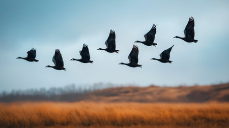 A formation of black birds flying gracefully across a moody landscape, showcasing nature's beauty and the freedom of wildlife in motion.の素材