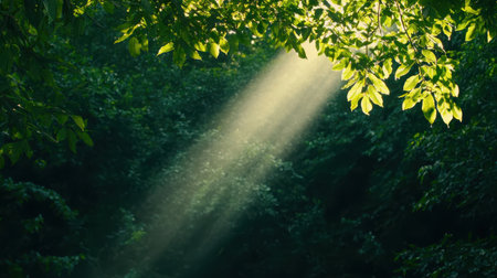 Sunlight Filters Through Green Leaves in Lush Forest Creating Soft Rays of Light on Vibrant Nature Scene in Peaceful Outdoor Environmentの素材