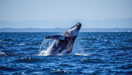 timeless whale photographed in a breaching pose in an open ocean, in a classic wildlife photography style, with deep blue tones, backlit light, high resolutionの素材