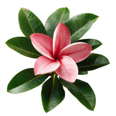 Beautiful pink plumeria flower with vibrant green leaves, showcasing the delicate details and natural beauty perfect for nature-themed projects and designsの素材