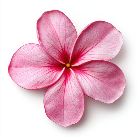 Pink Flower with Delicate Petals, Intricate Veins, and Soft Colors, Isolated Against a Clean Background, Perfect for Nature or Floral Themesの素材